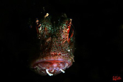 The Phantom. A small scorpionfish with selective illumina... by Arthur Telle Thiemann 